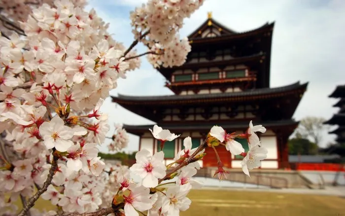 Flor de Cerezo templo Japón