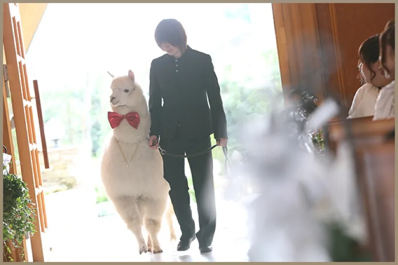 Alpaca Japanese Wedding 3
