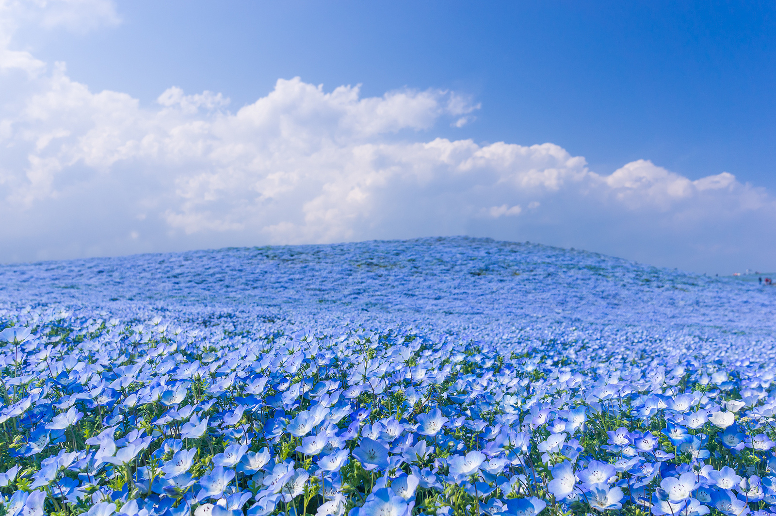 Japón y su mar de flores en el Hitachi Seaside Park